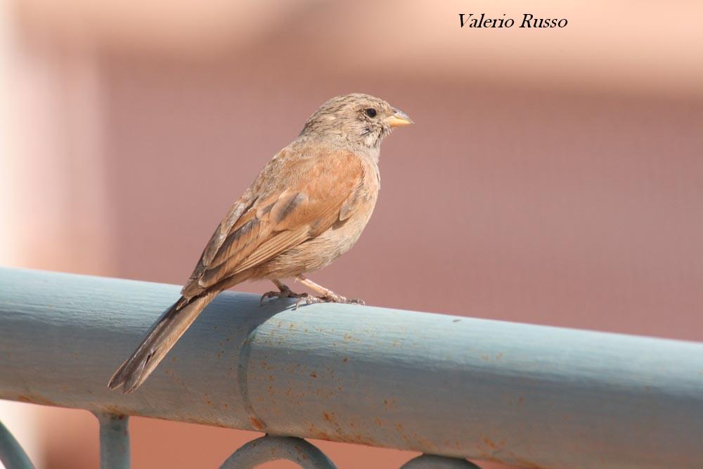 foto dal marocco